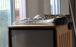 Trăn khổng lồ dài 5 mét "đột nhập" phòng nuôi 10 con mèo, cảnh tượng bên trong khiến tất cả rùng mình