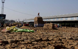 Không phải Thái Lan hay Việt Nam, đây mới là cứu tinh cho ngành gạo Nhật Bản: Xuất khẩu tăng 26 lần bất chấp thuế tăng cao