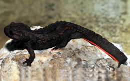 Ở độ cao hơn 1.000m, Việt Nam phát hiện “kho báu sống” quý hiếm tại Cao Bằng