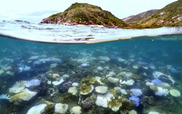 Rạn san hô Great Barrier của Australia suy giảm kỷ lục do hiện tượng tẩy trắng hàng loạt