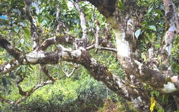 Trên dãy Hoàng Liên Sơn cao nghìn mét có "báu vật sống" trăm năm tuổi: Hiếm có trên đời!