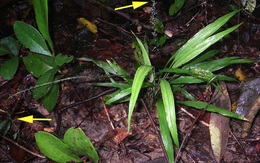 Ở độ cao 250m Việt Nam phát hiện loài thực vật mới: Được ví là “sâm mây” cực bổ