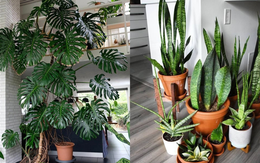 Người xưa dặn: Nhà có cây phú quý, tiền tài lăn vào cửa - 5 cây Thần Tài nên trồng