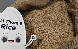 Giá gạo Việt Nam biến động lạ sau lệnh ngưng nhập khẩu của Philippines