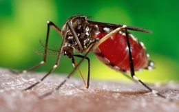 Muỗi truyền bệnh chikungunya lan rộng, Việt Nam có nguy cơ?