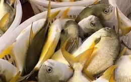 Loại cá trong danh sách 4 loại cá biển ngon nhất, được ví như "cá quý tộc": Ít xương dăm, cực dễ nấu