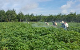 Bức tranh nông thôn mới ở Tây Ninh: Vững nền tảng, bền tương lai