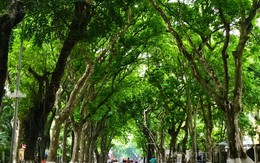 Con đường đẹp bậc nhất Hà Nội với hàng cây trăm tuổi, nhất định phải check-in một lần