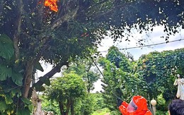 Gia Lai: Bị ong vò vẽ tấn công, 3 cháu nhỏ thương vong