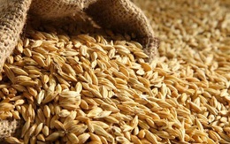 Đường Man của đại gia Đường ‘bia’ báo nợ phải trả gấp 174 lần vốn chủ sở hữu