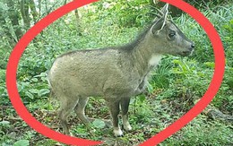 Loài động vật quý hiếm chưa từng thấy trước nay vừa xuất hiện, cả thành phố phải thay đổi kế hoạch