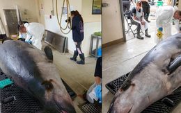 Mổ bụng loài cá voi hiếm nhất thế giới chưa từng được nhìn thấy khi còn sống, phát hiện sự thật sốc