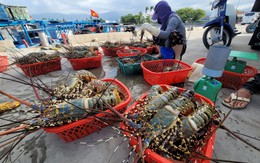 Trung Quốc đang tăng ‘săn’ báu vật dưới nước gì của Việt Nam dịp Trung thu, Tết năm nay?