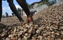 Campuchia nuôi tham vọng soán ngôi ‘ông trùm’ của Việt Nam ở mặt hàng tỷ đô: có diện tích trồng gần 700.000 ha, xuất khẩu hàng trăm tấn từ Á sang Âu