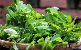 Loại rau được ví là "thần dược của sản phụ", rẻ hơn rau lang, rau cải: Ở Việt Nam chỉ nấu canh là quá phí