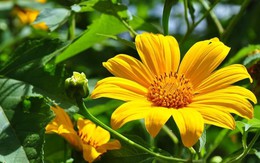 Tử vi 12 con giáp ngày 13/9: Sửu tài lộc hanh thông, Mùi đề phòng tiểu nhân tung tin bất lợi