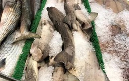 Phần lớn thịt cá mập tại Mỹ có nguồn gốc từ loài nguy cấp