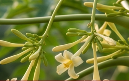 Loại hoa ‘nhỏ mà có võ’ giúp phòng đột quỵ, hỗ trợ điều trị ung thư