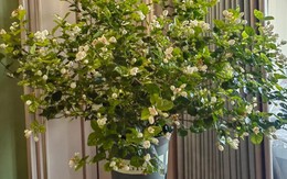 Nếu có 5 loại cây này trong phòng khách, 9/10 gia đình sẽ giàu có