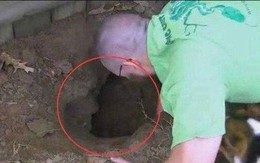 Thấy chó sủa dữ dội về phía cái hố ở sân sau, người đàn ông liều mình đào bới và nhận cái kết không ngờ