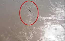 Thấy "thủy quái" bơi vùn vụt qua sông, chuyên gia nói: Đây là loài vật quý tới mức được quốc gia bảo vệ