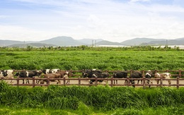 5 triệu ống hút nhựa biến mất, Vinamilk mở rộng đơn hàng xuất khẩu