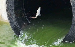 Nước sông Tô Lịch bây giờ có thể bị đen trở lại như trước hay không?