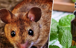 Những mùi hương có thể đuổi chuột