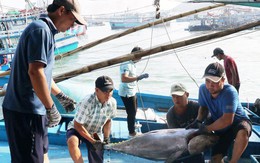 Đề nghị Mỹ xem xét khách quan việc dừng nhập khẩu một số loài hải sản