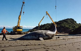 Thấy "thủy quái" bất động trên bãi cát, chuyên gia nói: Đây là loài vật cực hiếm, thế giới mới gặp 7 lần