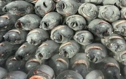 Một mặt hàng gần tỷ USD của Việt Nam chinh phục hơn 110 nước đang “gặp khó”, Thủ tướng vừa chỉ đạo gì?   