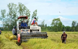 Vì sao giá lúa ở An Giang giảm mà bà con lại vui?