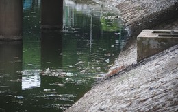 Nước sông không còn đen trở lại, vì sao Tô Lịch vẫn có thể bị mùi hôi thối?