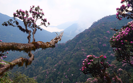 "Nóc nhà Đông Dương" có một báu vật đặc hữu trăm năm tuổi, được mệnh danh là “nữ hoàng sơn cước”