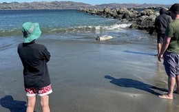 Phát hiện "thủy quái" khổng lồ trôi dạt vào bờ, chuyên gia khẳng định: Loài này mới chỉ tìm thấy năm 2017