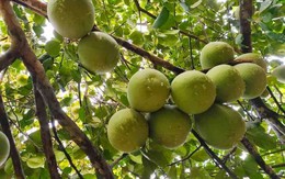 Từng là sản vật tiến vua, ‘báu vật’ xứ Huế nay mang lại tiền tỷ cho người dân