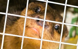 Khởi tố người phụ nữ mang động vật hoang dã quý hiếm từ Quảng Ngãi ra Hà Nội bán