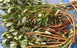 Loại rau mọc dại nhưng được ví như “rau trường thọ”: Giàu omega-3 hiếm thấy, bổ tim mạch, giá rẻ, dễ nấu