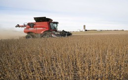 Trung Quốc quay lưng với loại 'hạt vàng', nông dân Mỹ điêu đứng vì đơn hàng đóng băng, chạy đua với thời gian tìm bạn hàng thay thế, canh cánh như 'đi trên dây'