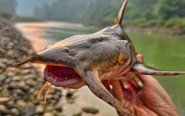 Báu vật Sông Đà: Được mệnh danh là "ngũ quý hà thủy”, là cá nhưng không tanh, thơm ngon như "thuốc bổ tự nhiên"