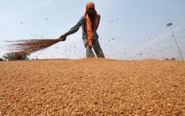 Phát hiện sinh vật dài 3mm đe dọa ngành công nghiệp 12 tỷ USD của Úc