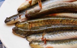 Loại cá được mệnh danh là "dành cho người nghèo" nhưng nhiều đạm, ít béo: Thịt có mùi đặc trưng, dễ nấu
