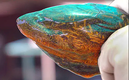 Loài xâm lấn châu Á khiến giới chức Mỹ lo ngại: Dài 85 cm, sống tới 10 năm, đẻ hàng trăm trứng mỗi lứa