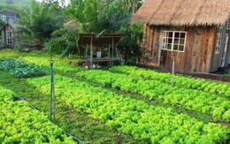 Thu nhập 15 triệu đồng/tháng, làm 10 năm ở Hà Nội vẫn chưa mua được nhà, tôi có nên về quê?