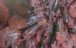 Sẽ kiểm tra đột xuất các bếp ăn bán trú để ngăn thực phẩm bẩn vào trường học