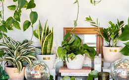 Nhà càng nhỏ càng nên trồng 3 loại cây này – vừa lọc khí vừa hút lộc