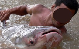 Báu vật sông Mê Kông: Được mệnh danh là “thủy quái” nước ngọt lớn nhất thế giới