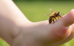 Ba đứa trẻ bị ong đốt hơn 80 vết khi theo bà đi làm nương, một bé không qua khỏi