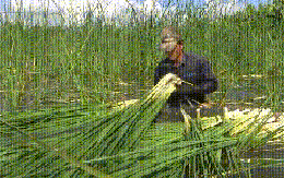 VIDEO: Loài cây mọc hoang dại trở thành đặc sản ở Cà Mau