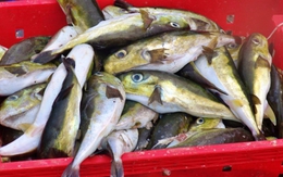 Loại cá độc hơn xyanua gấp 275 lần: Nhiều người vẫn chủ quan bắt về ăn